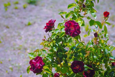 Close-up of pink flowering plant