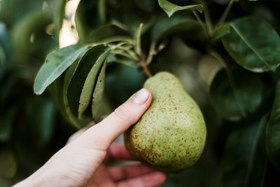 Cropped hand holding fruit