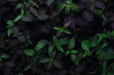 Full frame shot of leaves