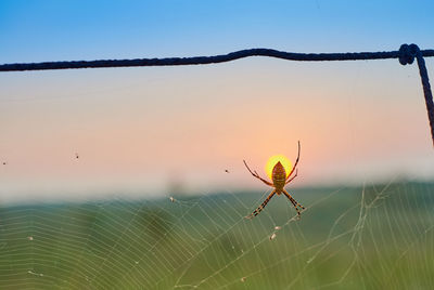 Close-up of spider on web against sky