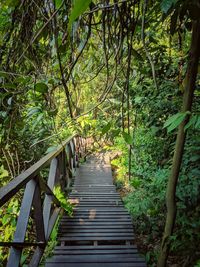 Boardwalk amidst trees in forest