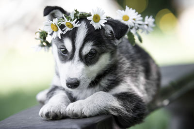 Close-up of puppy wearing daisy headwear