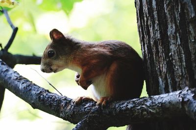 Close-up of squirrel on tree trunk