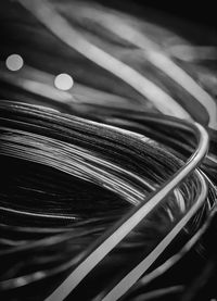 Close-up of feather