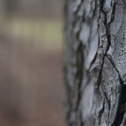 Close-up of tree trunk