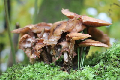 Close-up of mushroom growing on field