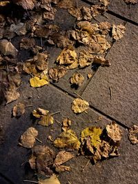 High angle view of dry leaves on field