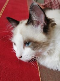 Close-up of cat lying down