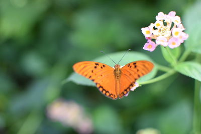 Close-up of butterfly pollinating on flower