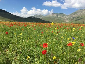 Poppies growing on field against sky