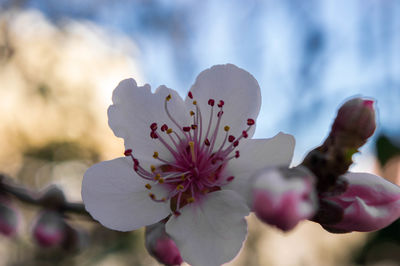 Close-up of fresh flower against sky