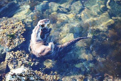 High angle view of otter swimming in ocean