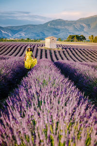 Scenic view of lavender amidst field against sky