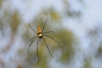 Close-up of spider on web