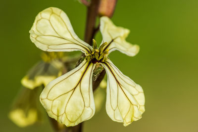 Close-up of wilted flower