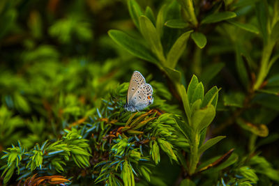 Close-up of butterfly on plant