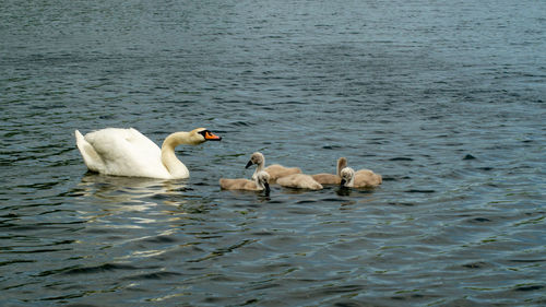 Large white mute swan swans young and cygnets in bevy group low level close up