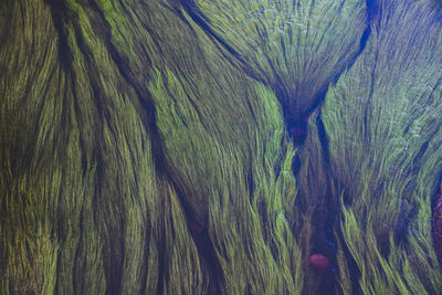 Full frame shot of tree trunk