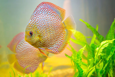 Close-up of fish swimming in aquarium