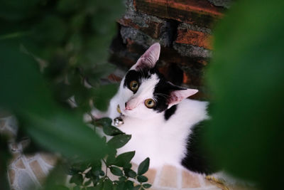 Close-up of cat