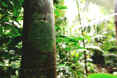 Close-up of bamboo tree trunk in forest