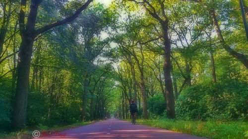 Narrow pathway along trees