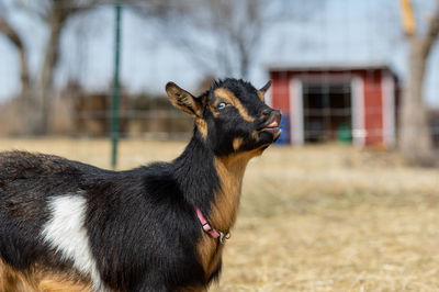 Goat smiling