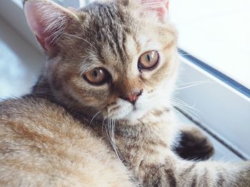 Close-up portrait of cat