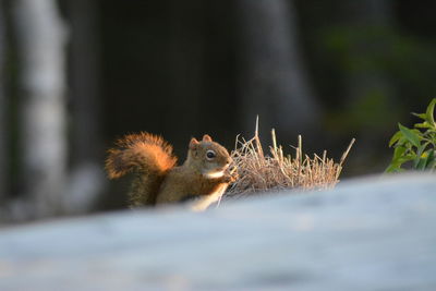 Close-up of squirrel