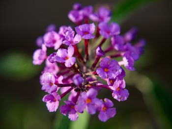 Close-up of purple flowers