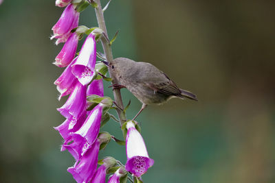 Close-up of butterfly perching on pink flower