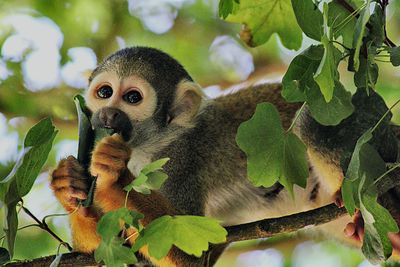 Low angle view of monkey on tree