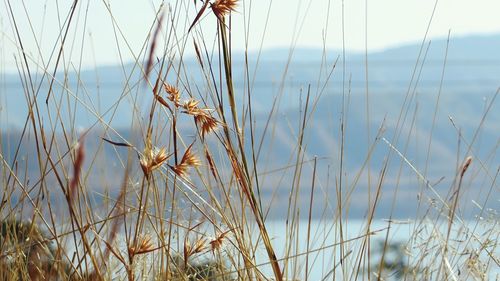 Close-up of dried plants