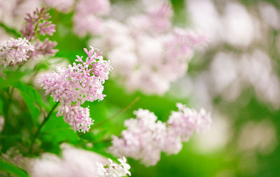 Lilac flowers branch on blurred background. beautiful flowering flowers of lilac tree at spring. 