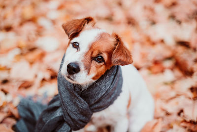 Beautiful black labrador sitting outdoors on brown leaves background, wearing a grey scarf. autumn 