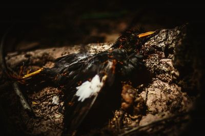 Close-up of bee on tree trunk