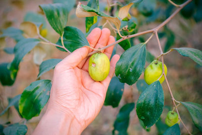 Cropped image of hand holding fruit