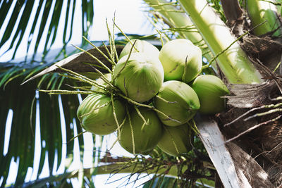 Low angle view of coconut palm tree