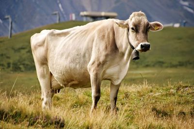 Cow standing on field