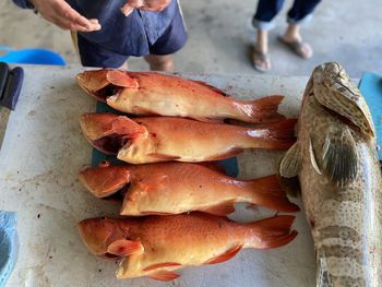 High angle view of fish on ice cream