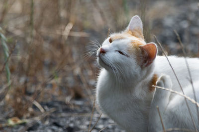 Close-up of cat sitting outdoors