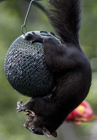 Close-up of bird