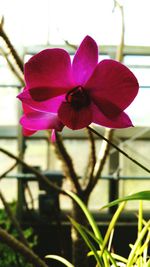 Close-up of flowers blooming