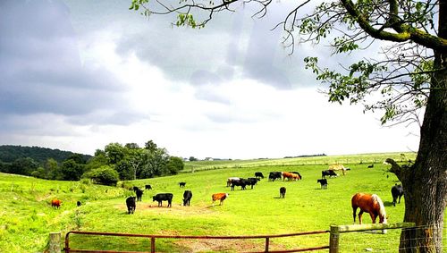 Sheep grazing on grassy field against cloudy sky