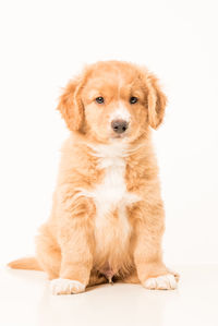 Portrait of puppy sitting against white background