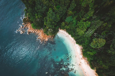 High angle view of plant on sea shore