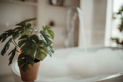 Close-up of potted plant