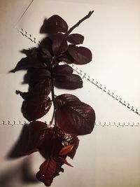 Low angle view of dry flowers on plant against sky