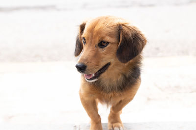 Portrait of dog looking away