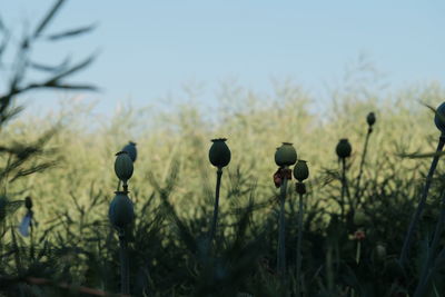 Close-up of flowering plants on field against sky